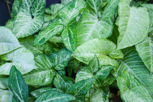 Lush Green Arrowhead Plant Leaves (Syngonium Podophyllum) with Variegated Patterns