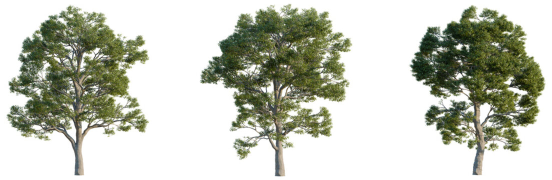 Quercus macrocarpa tree, elevation, front view, cutout, transparent background, isolate, Detailed isolated image of a majestic pine tree with vibrant green foliage, perfect for nature themes