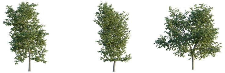 Shademaster honeylocust tree, elevation, front view, cutout, transparent background, isolate, Detailed aerial view of a lush green forest canopy with vibrant tree foliage © Peter Hai