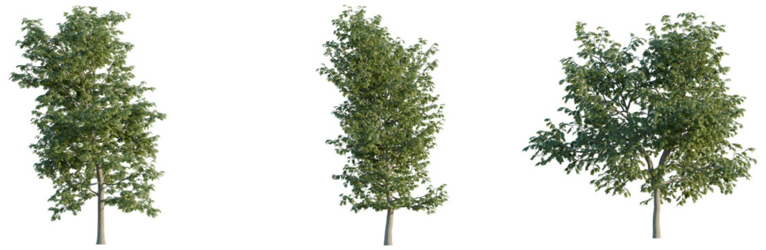 Shademaster honeylocust tree, elevation, front view, cutout, transparent background, isolate, Detailed aerial view of a lush green forest canopy with vibrant tree foliage