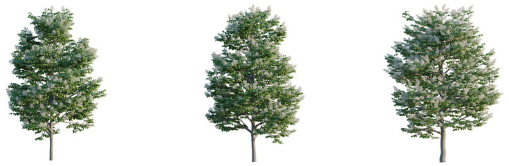 Fototapeta premium Syringa reticulata Ivory silk tree, elevation, front view, cutout, transparent background, isolate, Detailed aerial view of lush green forest canopy, vibrant nature and landscape