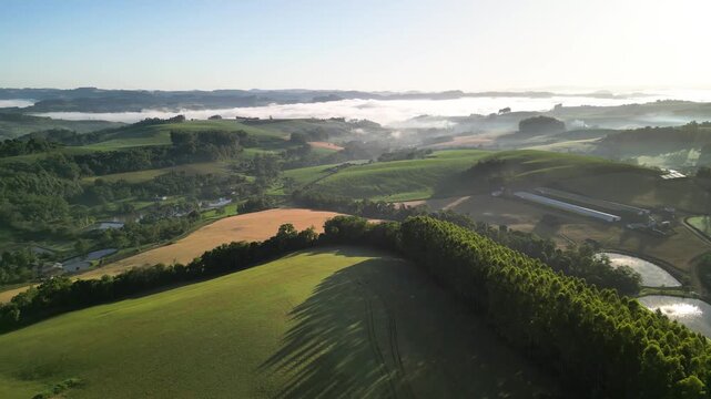 Drone footage of crops and green fields. Rural. 