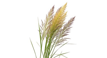 Fototapeta premium Green and yellow grass on white background plant