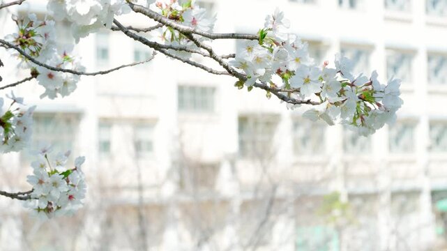 桜越しに見える学校の校舎。日本の春らしい風景