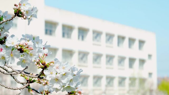 桜越しに見える学校の校舎。日本の春らしい風景