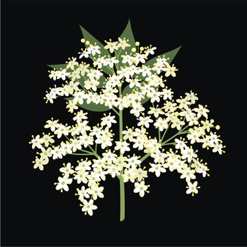Elderflower Blossom Flat Vector Illustration Isolated On Black Background
