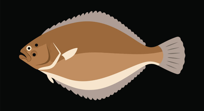 Flat Brown Flounder Fish Illustration Isolated On Black Background