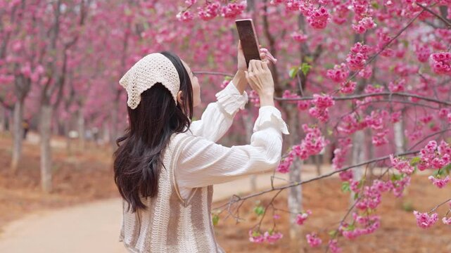 Young female tourist enjoy traveling in Cherry Blossom Valley, the famous tourist destination in Yunnan Province, China