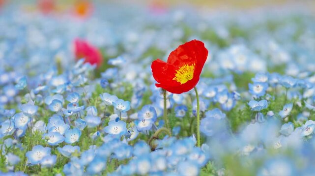 Red poppy with beautiful Nemophila flowers sway in the wind on a fine spring day
