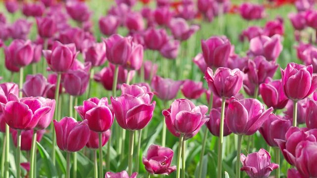 Beautiful red tulip flowers on a fine spring day
