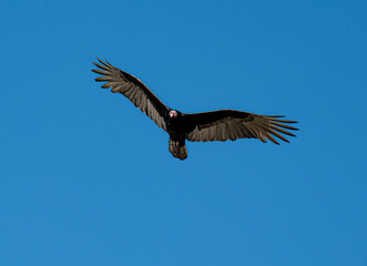 Fototapeta premium Capturing the striking presence of a turkey vulture soaring in mid-air, its impressive wings fully spread, this image showcases the innate beauty of wildlife in our world.