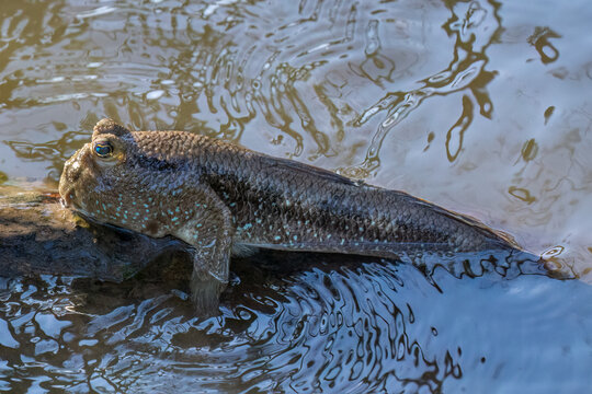 Giant mudskipper (Periophthalmodon schlosseri) at low tide on the mud flats of the mangrove forest at Bang Pu pier, southeast of Bangkok on the Gulf of Thailand. 
