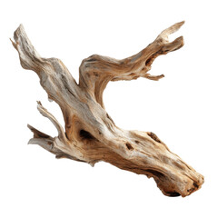 Obraz premium Detailed Dried Deer Antler With Branches Against Black Background bone, Png Isolated On White, Transparent Background