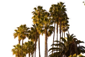 Tall Palm Trees Cluster in Warm Sunlight Southern California Landscape © Savion