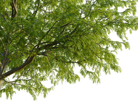 Gleditsia triacanthos tree, corner view, cutout, isolate, transparent background, Majestic weeping willow tree with lush green foliage and graceful cascading branches.