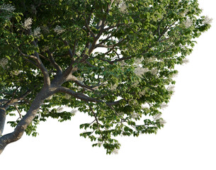 Fototapeta premium Syringa reticulata Ivory silk tree, corner view, cutout, isolate, transparent background, Branch with green leaves and flower buds, springtime nature scene, close-up shot.