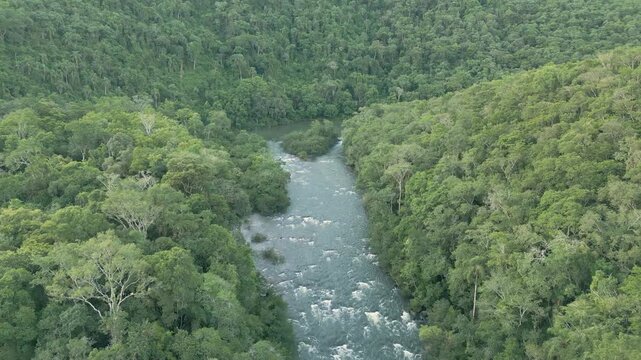A turbulent river among trees on a sunny day. Drone footage. 