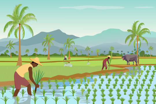 Farmers working in a flooded rice paddy field with mountains and palms