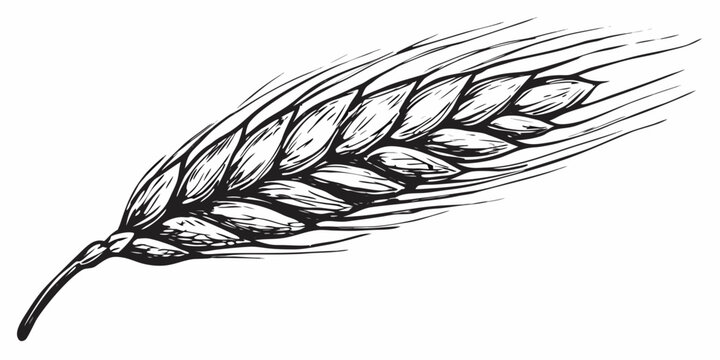 Detailed sketch of a single wheat stalk with visible grain kernels
