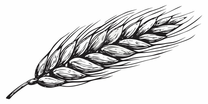 A detailed ink sketch depicts a single stalk of ripe wheat