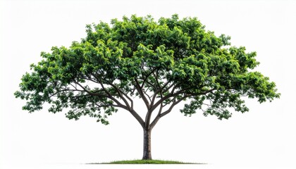 Obraz premium Vibrant green tree with a sprawling, dense canopy, symbolizing natural growth and vitality, beautifully isolated on a clean white background for design clarity