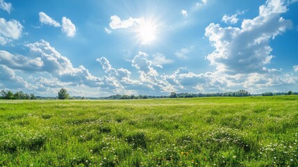 Obraz premium Wide panoramic view of lush grassy field under sunny summer sky, scattered wildflowers and fluffy white clouds