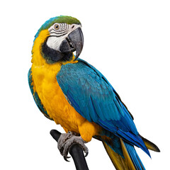 Vibrant blue-and-yellow macaw parrot perched gracefully, showcasing its striking plumage against a transparent. © Ricky