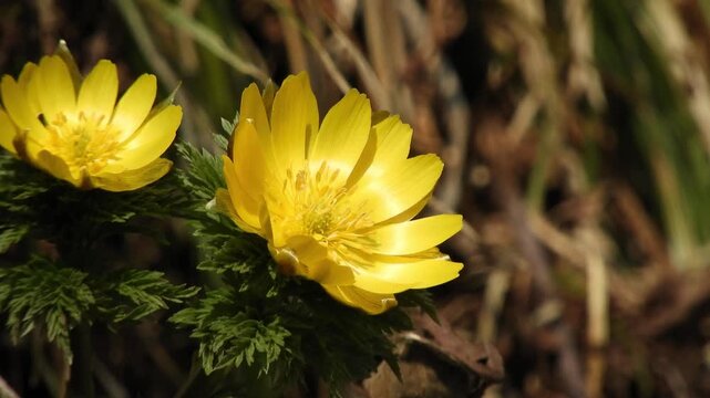 【4K】早春の深山に咲くフクジュソウの鮮やかな黄色い花　[4K] Bright yellow Adonis ramosa blooming in early spring mountains. 撮影日：20260330-5