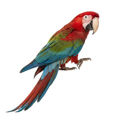 Vibrant green-winged macaw parrot showcasing its beautiful red, blue, and green plumage on a transparent background. © Ricky