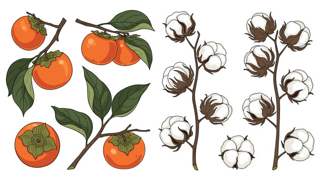 Collection of botanical illustrations featuring ripe orange persimmons on branches and fluffy white cotton plant stems with leaves.