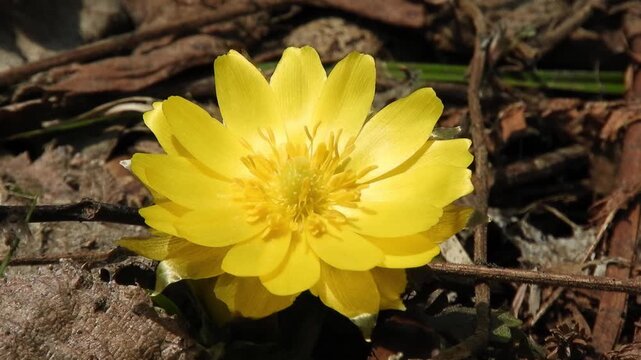 【4K】早春の深山に咲くフクジュソウの鮮やかな黄色い花　[4K] Bright yellow Adonis ramosa blooming in early spring mountains. 撮影日：20260330-4