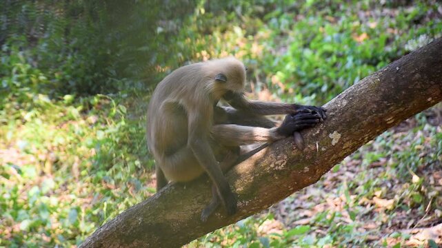Langur Monkey (semnopithecus entellus) with a cub seating and resting on a branch of a tree in nature.