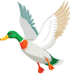 Fototapeta premium A mallard duck in mid flight with wings fully extended
