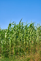 Fototapeta premium Farm, countryside or maize for agriculture outdoor, growth or sustainable horticulture with blue sky. Field, crops and food production with corn plants for ecology, agro business and mockup space