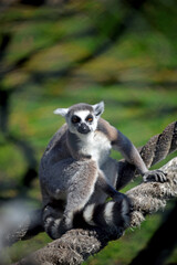 Fototapeta premium Ring tailed lemur at the zoo