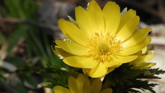 【4K】早春の深山に咲くフクジュソウの鮮やかな黄色い花　[4K] Bright yellow Adonis ramosa blooming in early spring mountains. 撮影日：20260330-3