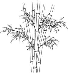 Fototapeta premium Elegant black and white line art illustration of a bamboo plant