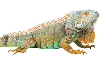 Naklejka premium Magnificent green iguana with prominent crest and vibrant coloration, captured in profile, isolated on transparent.