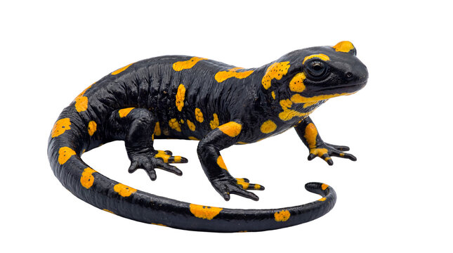 Dynamic fire salamander (Salamandra salamandra) posed with a coiled tail.