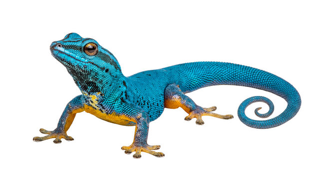 Striking blue day gecko, Lygodactylus williamsi, captured in a detailed photograph on transparent background.