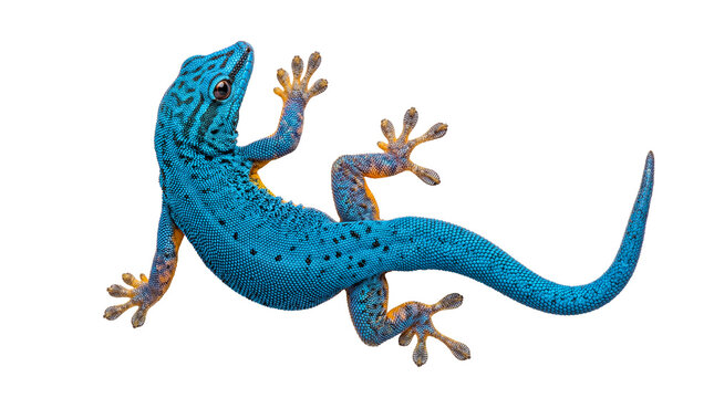 Dynamic photograph of a blue day gecko, Lygodactylus williamsi, in action, isolated on transparent background.