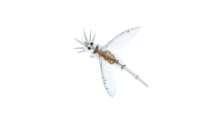 Mayfly with transparent wings and brown body shown in flight