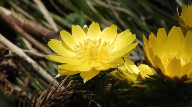 【4K】早春の深山に咲くフクジュソウの鮮やかな黄色い花　[4K] Bright yellow Adonis ramosa blooming in early spring mountains. 撮影日：20260330-2