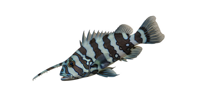 Closeup of a brown and white striped fish with sharp fins and tail swimming against a plain white background