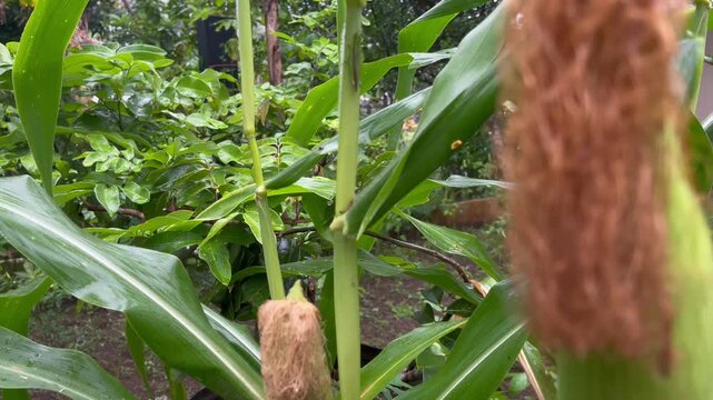 Macro View of Corn Silk Growing on Maize Plant