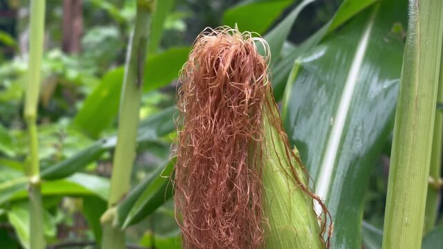 Fresh Young Corn Silk Close Up in Natural Garden