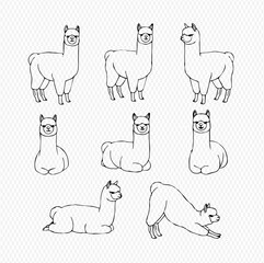 Fototapeta premium Cute alpaca and llama vector set with various poses and expressions, black and white outline illustration.