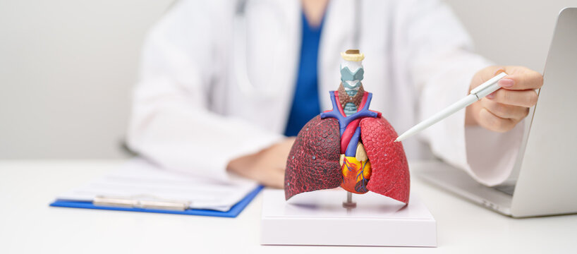 Doctor with Smoker and normal Lung anatomy for Disease. Lung Cancer, Asthma, Chronic Obstructive Pulmonary or COPD, Bronchitis, Emphysema, Cystic Fibrosis, Bronchiectasis, Pneumonia and world Lung day