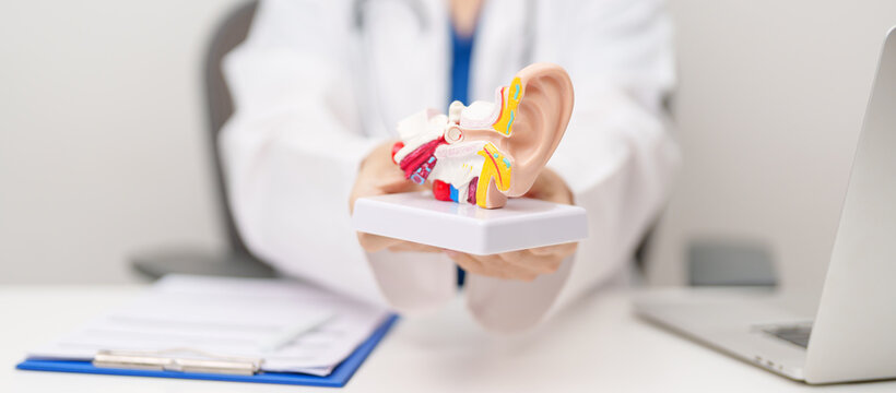 Doctor with human Ear anatomy model. Ear disease, Atresia, Otitis Media, Pertorated Eardrum, Meniere syndrome, otolaryngologist, Ageing Hearing Loss, Schwannoma and Healthcare medical concept
