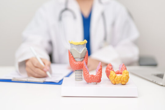 Doctor with human Thyroid anatomy model. Hyperthyroidism, Hypothyroidism, Hashimoto Thyroiditis, Thyroid Tumor and Cancer, Postpartum, Papillary Carcinoma and Health concept